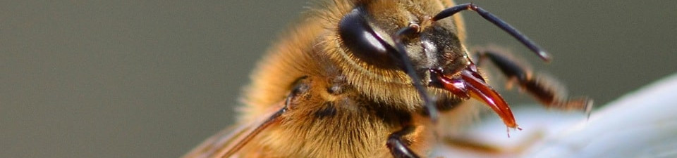 bee taking on water