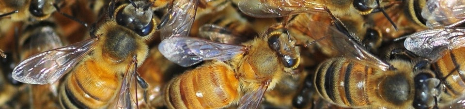 bees at work capping cells