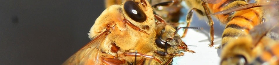 bees at work on the hive